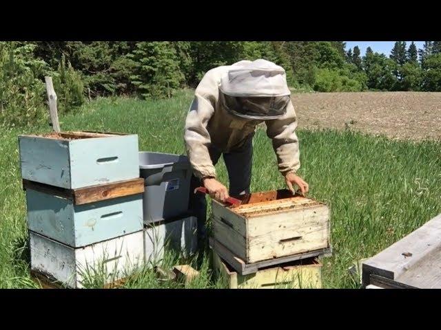 Quick and Exact Way to Split Hives