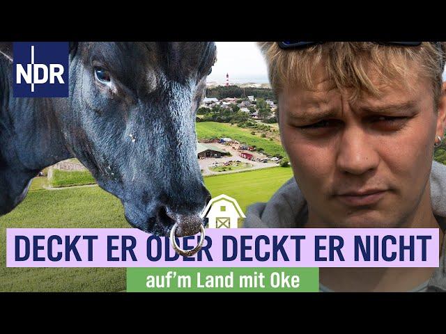 Wagyu-Zucht auf Amrum – Oke holt einen Deckbullen