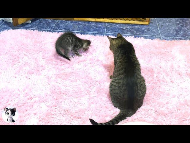 New kitten like much to older cat and watching during her toilet