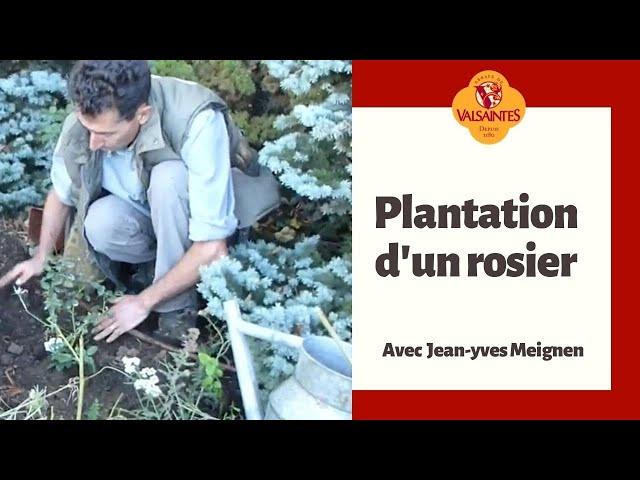 Plantation d'un rosier en pleine terre au Jardin de l'abbaye de Valsaintes