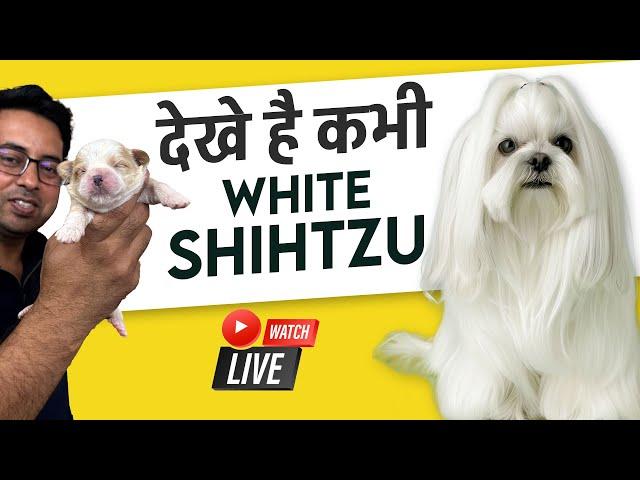 Have You Ever Seen a White Shih Tzu? Cute & Adorable Moments!