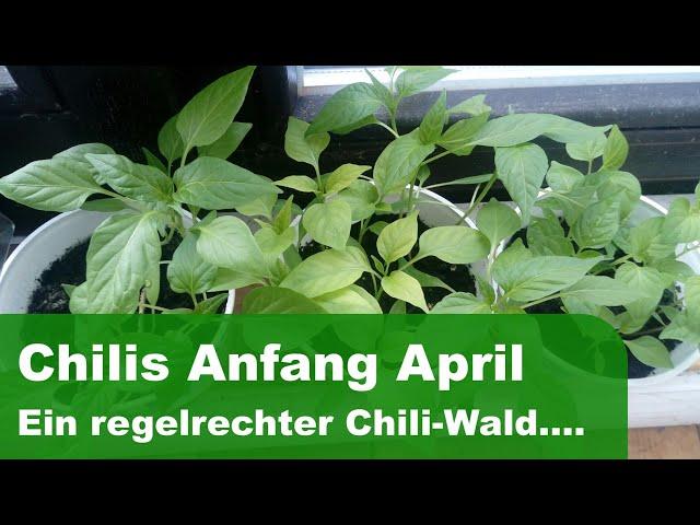 Chilis im April. Ein Chili Wald