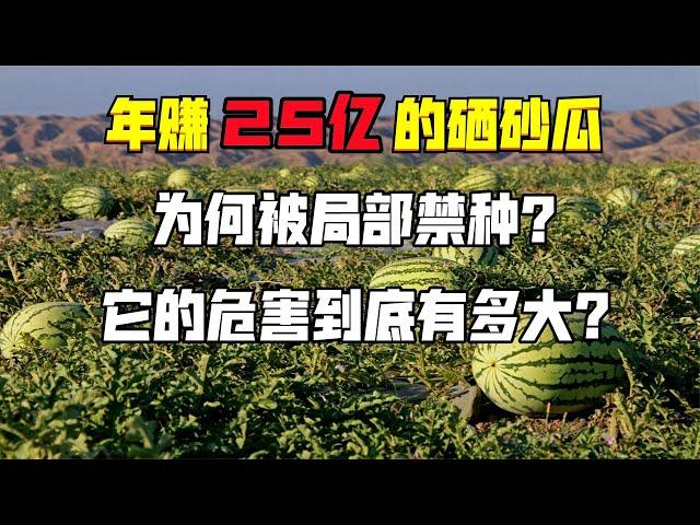 年賺25億的硒砂瓜，為何被局部禁種？它的危害到底有多大？