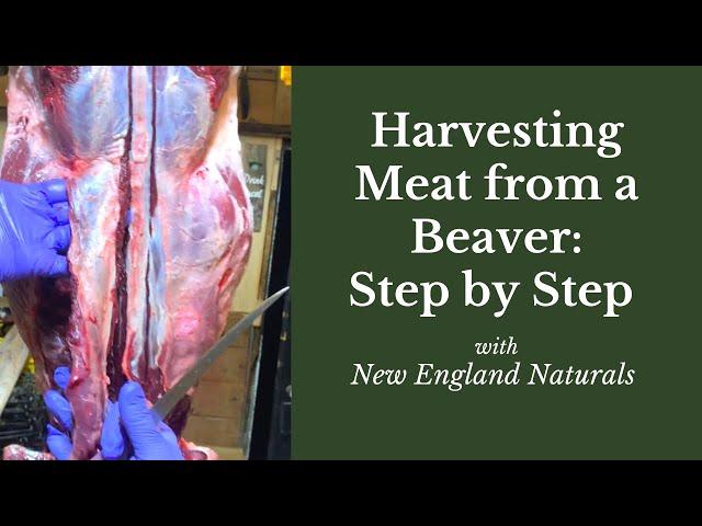 How to Harvest Meat from a Beaver: Step by Step Tutorial