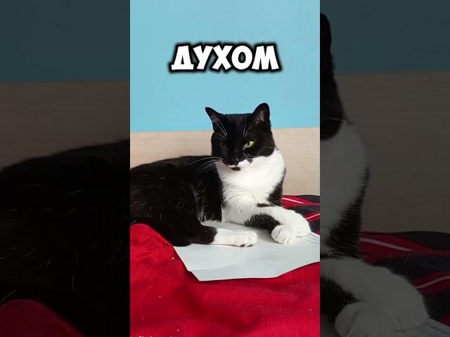 ну не прёт работать..#мурка#котик#юмор#шортс#2025 .