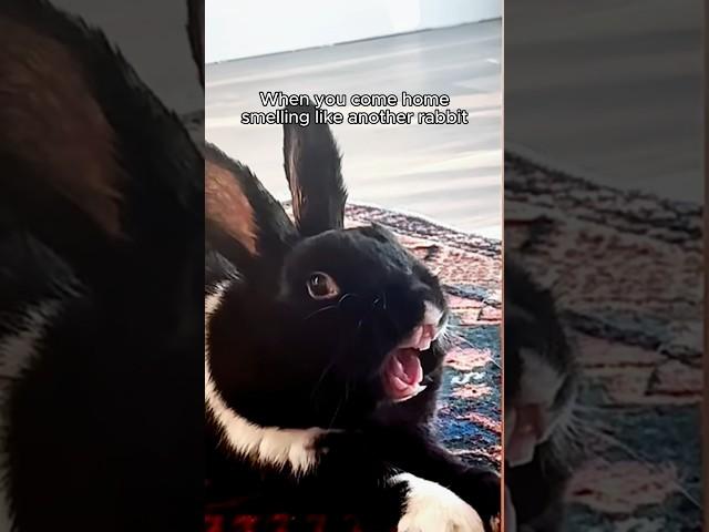 Rabbit finds out she’s been cheated on  #relatable