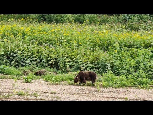 НА БОРЬБУ СО ЗВЕРЕМ | Новости Камчатки | Масс Медиа