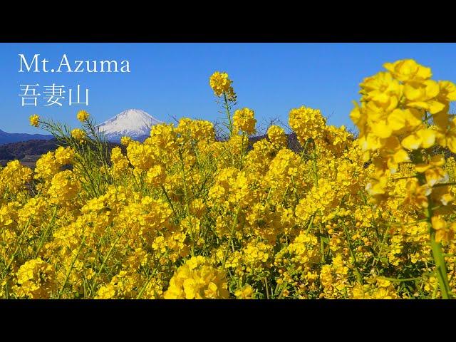 You can see a spectacular view of Mt. Fuji and rapeseed flowers on Mt. Azuma.