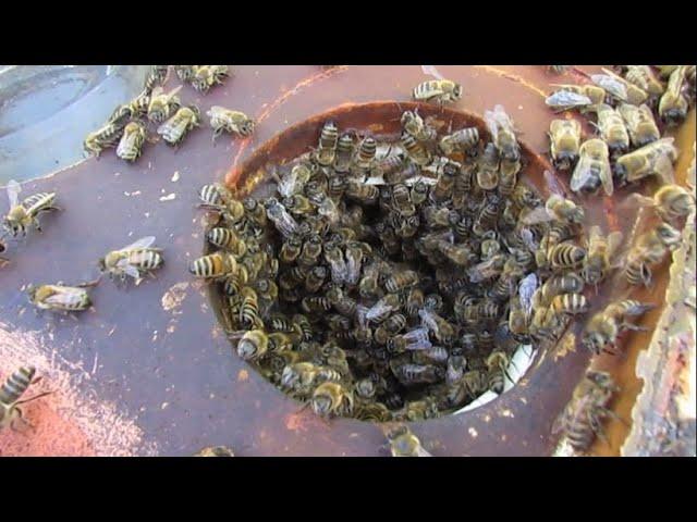 улей с пчелами который можно не осматривать - четыре года без роения, пчелы живут как хотят