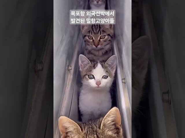 밀항하다 걸린 고양이들