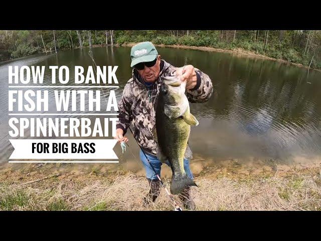How to Bank fish with a Spinnerbait for big Bass