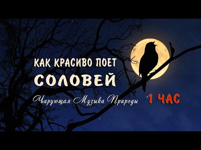 Как красиво поет соловей ночью в лесу слушать 1 ЧАС  Божественно! Чарующие звуки природы для души!