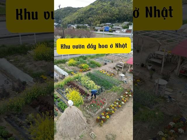 Sau những ngày chăm chút thì khu vườn nay trở nên sặc sỡ với mọi loại hoa rồi. #nonlavuon