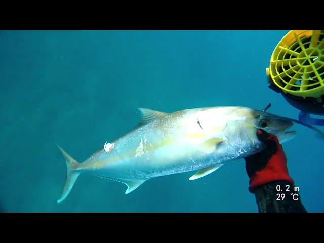 spearfishing  amberjack  /   אינטיאס בצלילה חופשית