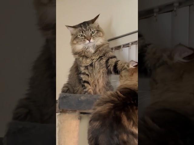 My female tabby cat showing her brother who's really in charge!