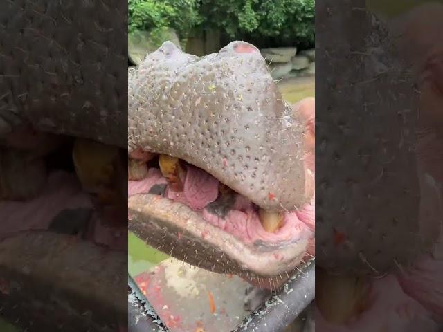 Brother Qi took a bite of a juicy watermelon and the happiness almost overflowed from his mouth.