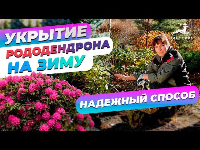 УКРЫТИЕ РОДОДЕНДРОНОВ НА ЗИМУ | КАК УКРЫВАТЬ РОДОДЕНДРОН | ПОДГОТОВКА И УКРЫТИЕ НА ЗИМУ