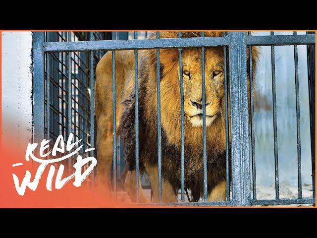 Rescuing A Pride Of Lions From Cruel Romanian Zoo | Wild Animal Rescue | Real Wild