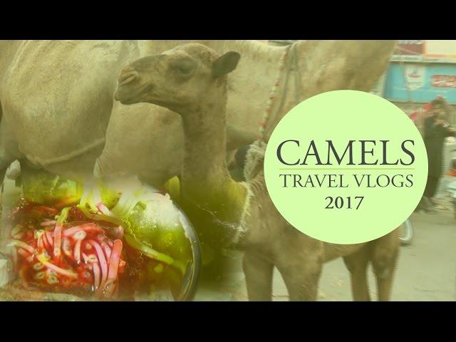 Camels in Pakistan - Travel Vlog 2017 by Diary Vlogs | Asmar Hussain