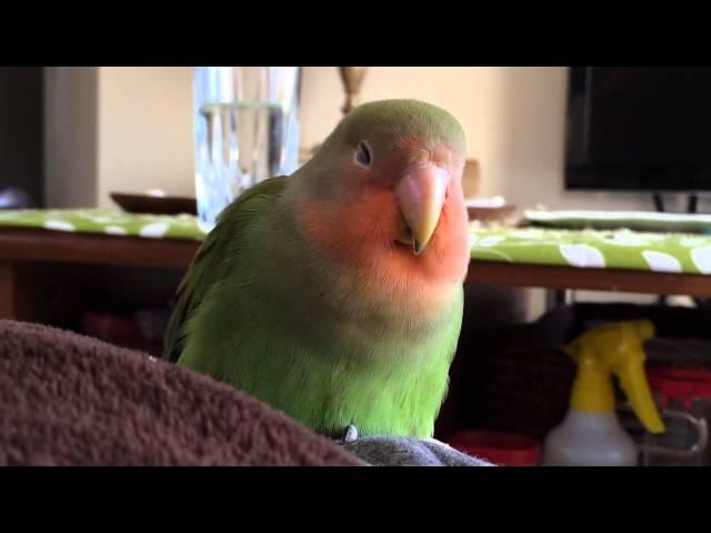 Young lovebird sleeping and chirping