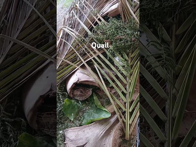 #Quail #homesteading #quail_entertainment #quailfarming #hawaii