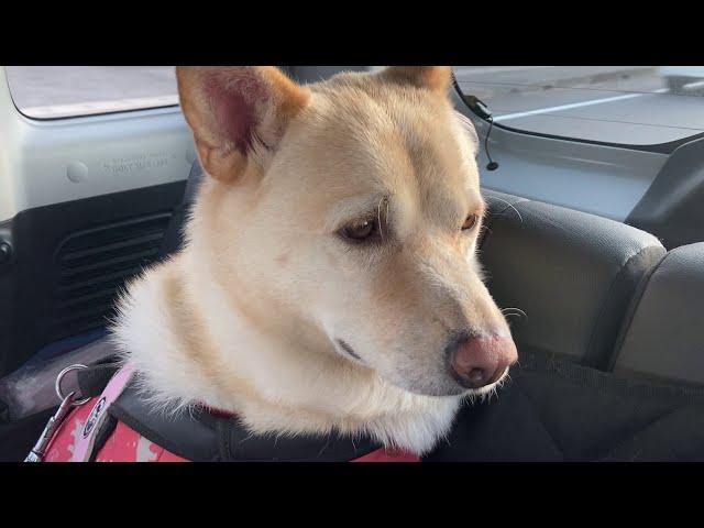 The vet said you're fat
