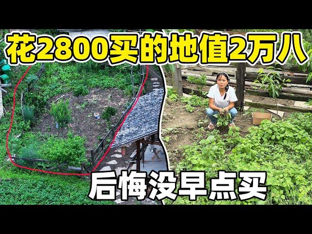 Made a Fortune｜當初花2800買的土地，如今種滿了價值28,000的蔬果，真的是太值了！