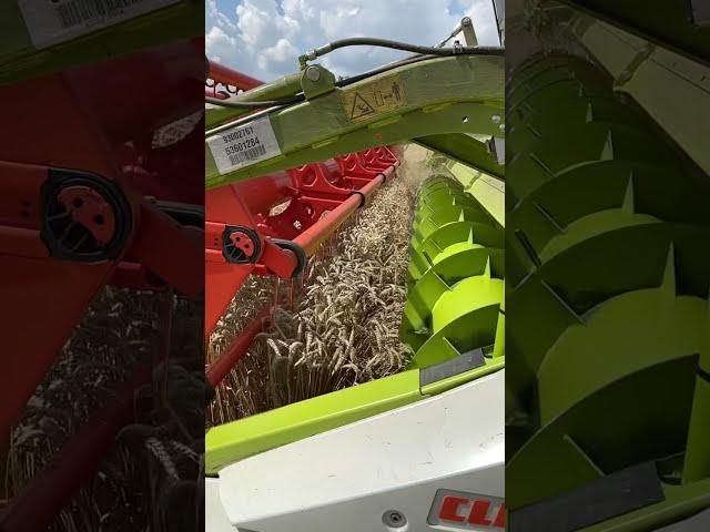 FIRST WHEAT HARVEST OF 2021 CLAAS 8800 LEXION #farming #harvest2021 #farmlife #farmer