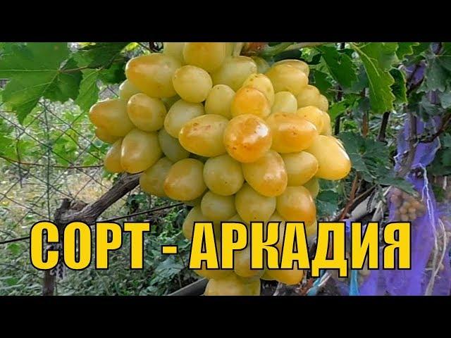 Урожайный виноград. Сорт винограда Аркадия.