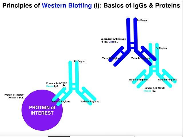 Biotechniques | General Theory of Western Blotting