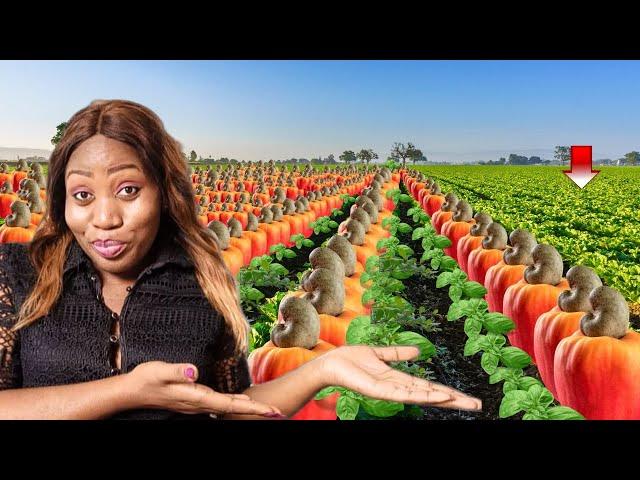 Top 5 Most Lucrative Farming Business Ideas To Invest In Africa In 2024