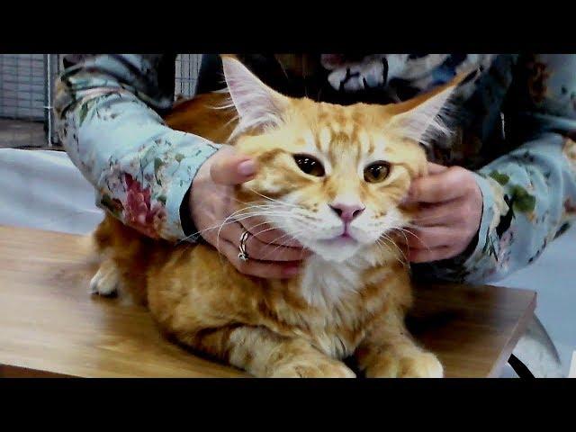  Ну ОЧЕНЬ Шикарный Мейн Кун  Рыжий Красавчик окрас Красный Мрамор | ПОРОДЫ КОШЕК