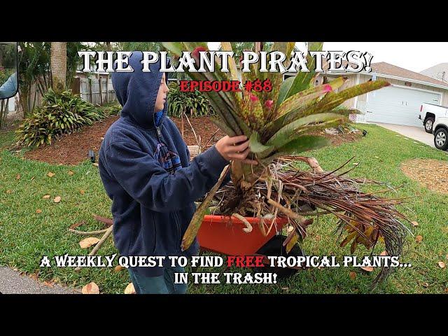 Finding FREE Tropical Plants in the Trash! The Plant Pirates Episode #88