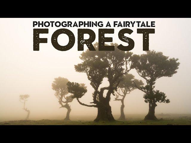 Photographing the most MAGICAL FOREST on EARTH