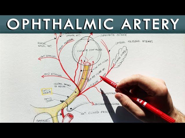 Ophthalmic artery and its branches | Anatomy tutorial