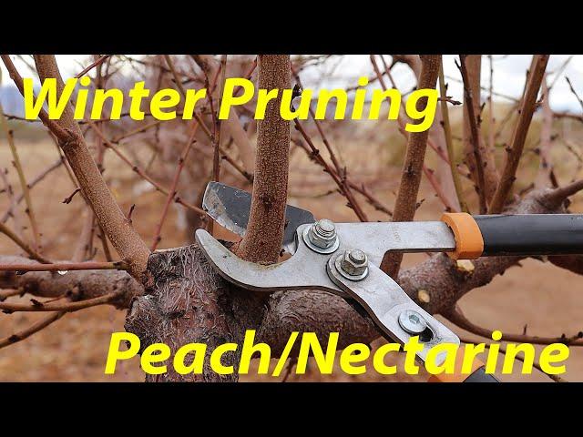 Pruning Fruit Trees 101 | Peach & Nectarine Tree Pruning