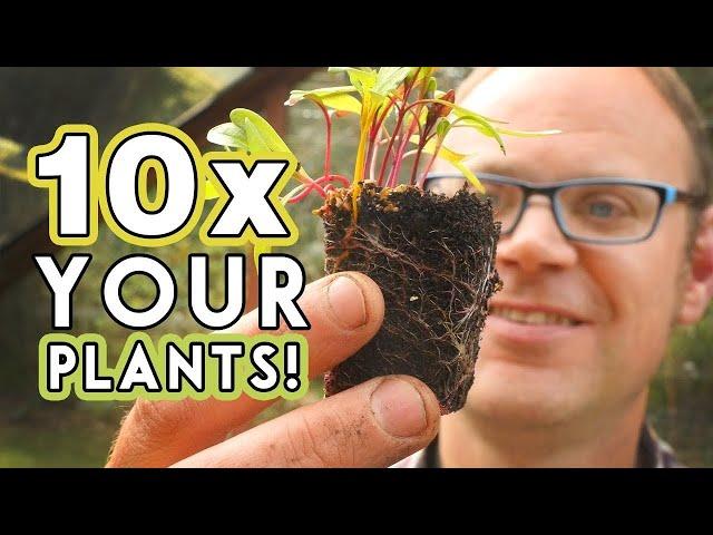 Budget Busting Plants: More Food For Free!