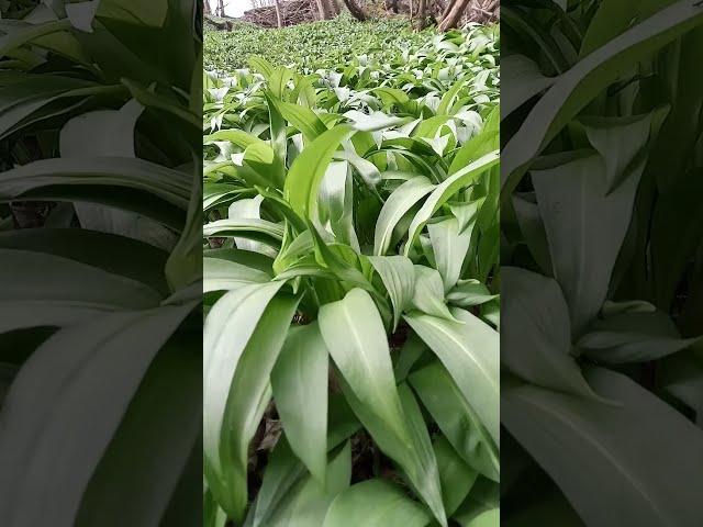 Wild Garlic (Allium ursinum) - #BlairvadachBytes