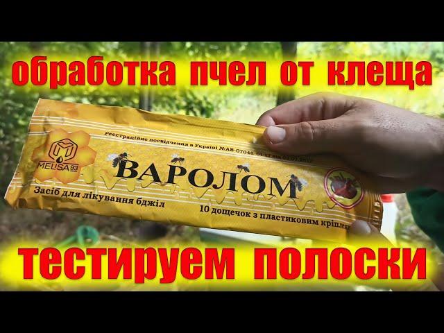 Обработка пчел от клеща Варроа полосками. Тестируем украинские полоски от клеща. Щавлевий Еко-Гель
