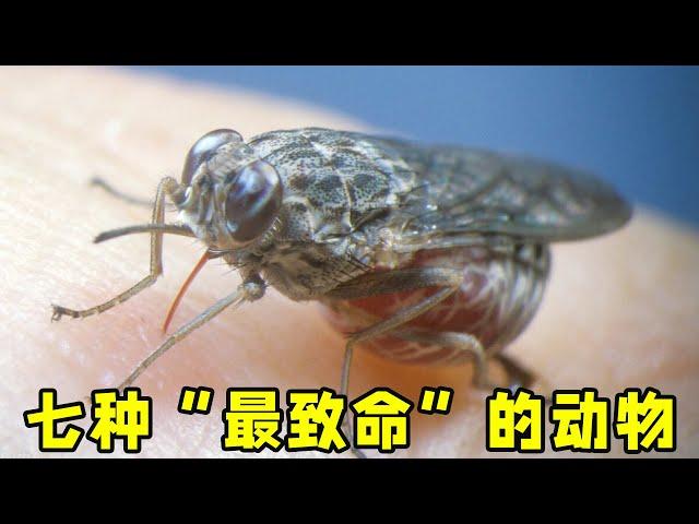 盤點七種“最致命”的動物，比起蝎子毒蛇，它才是第一名！