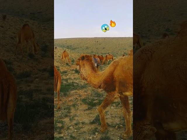 Habibe com to Dubai  #short #viral shorts #youtube shorts