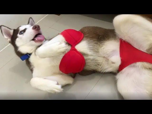 New Funny Animals 2024  Funniest Cats and Dogs Videos 