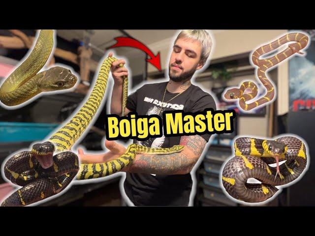 Tour of Solano’s Serpents Insane Rare Snake Collection of Boiga Mangrove Snakes