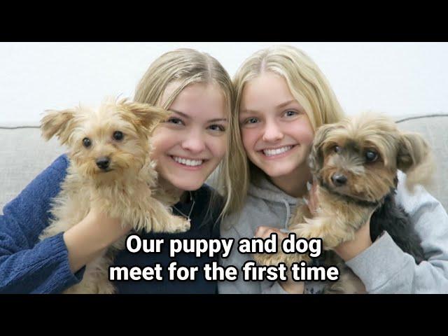 Our Dog & Puppy Meet for the First Time