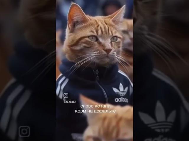 Слово Котана даю!!!