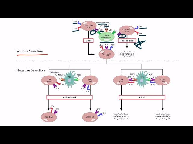 Positive and Negative Selection for the USMLE Step 1