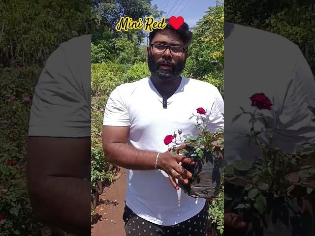 Mini Red Rose #msprosegarden #flower #shortsviral #garden #rosegardens #roseflowers #minirose