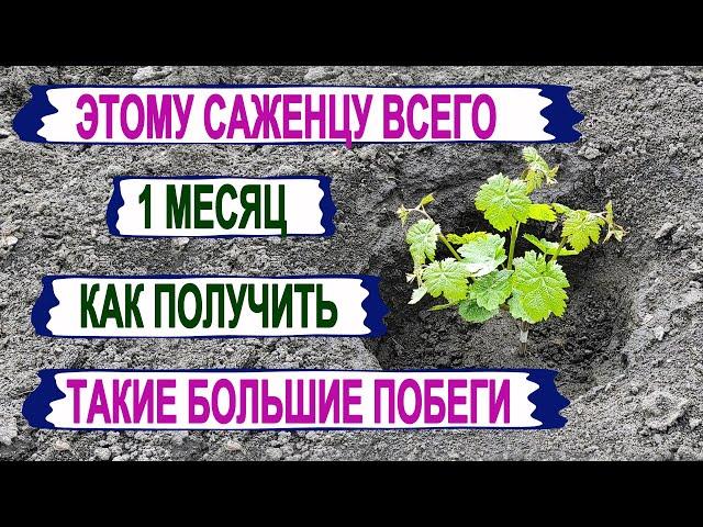  Узнай! Как ПОЛУЧИТЬ УРОЖАЙ винограда на ГОД РАНЬШЕ. Эти Саженцы растут быстрее своих однолеток.