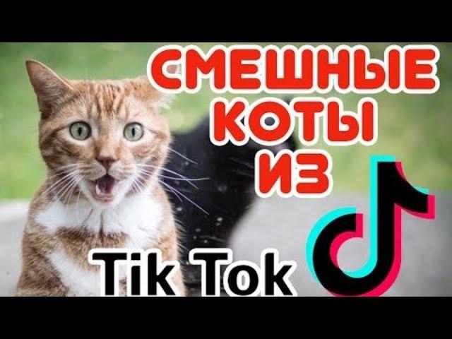 Тик Ток Кот Говорит Открой Дверь #shorts