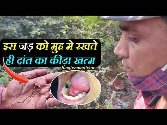इस पौधे की जड़ को मुंह में रखते ही दांत का कीड़ा और दर्द खत्म हो जाता है Dant ka keeda /काकजंघा
